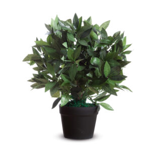 Pianta ornamentale – lauro – H50cm – Paperflow